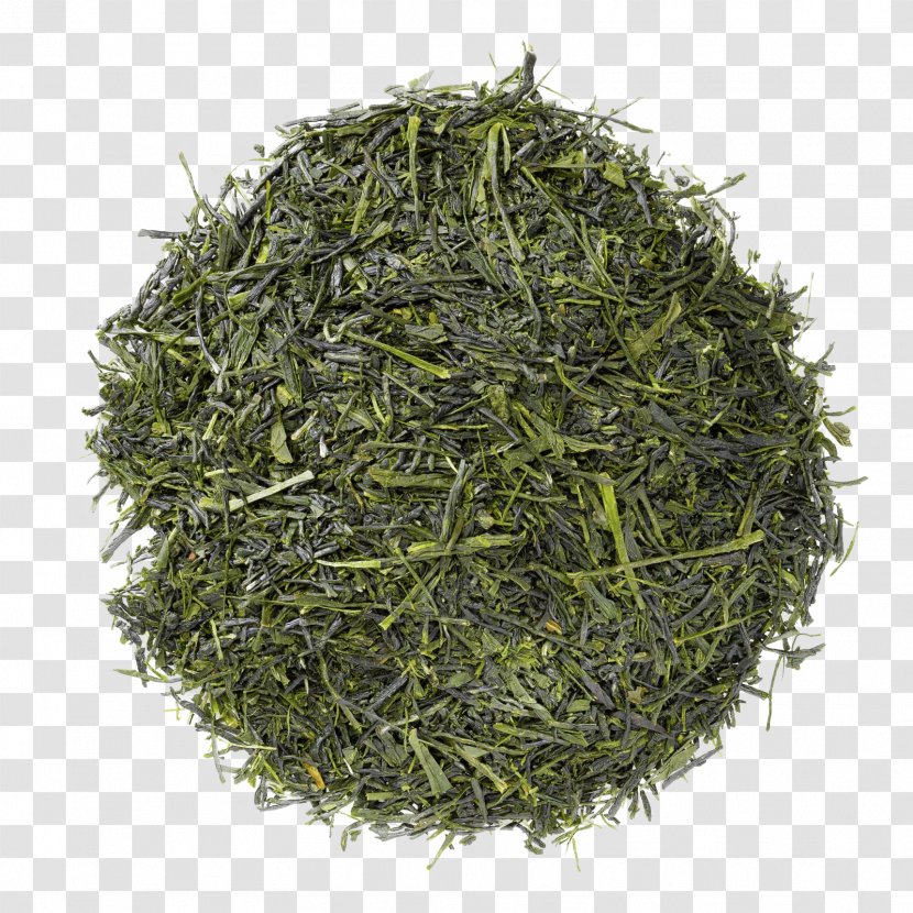 Scallion Herb Onion Gyokuro Tea - Bai Mudan Transparent PNG