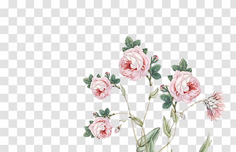 Garden Roses Transparent PNG