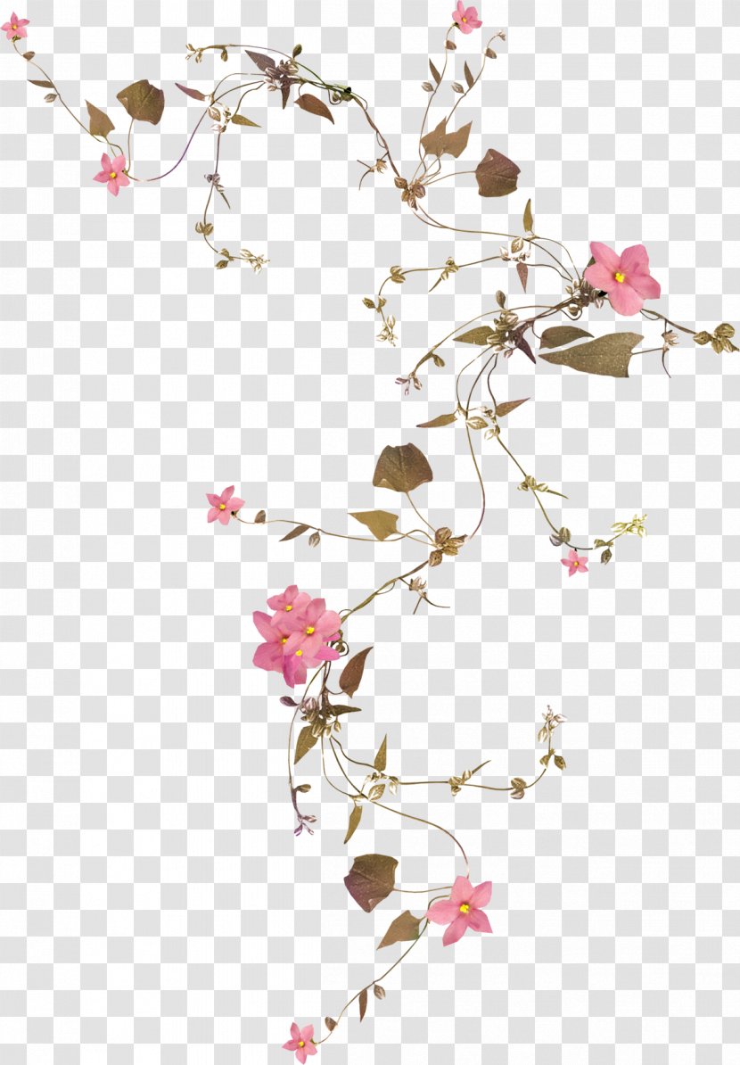 Flower Vine Rose Drawing - Floral Design - Botanical Transparent PNG