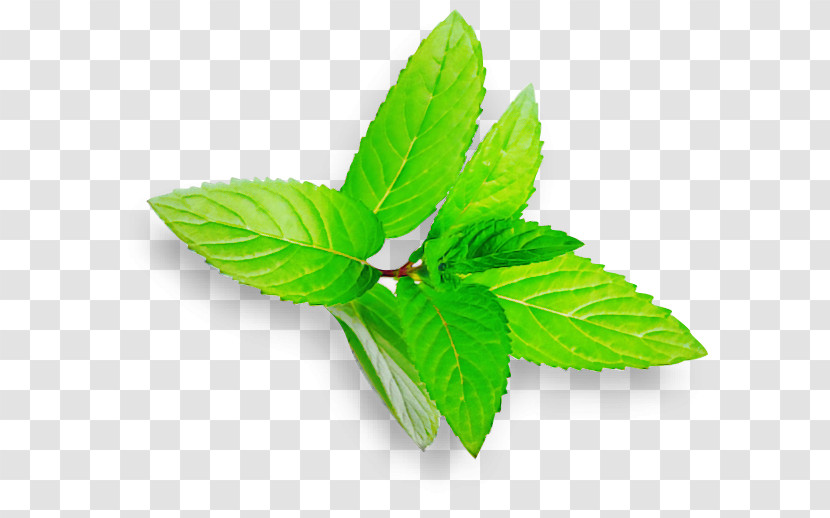 Leaf Green Plant Flower Herb Transparent PNG