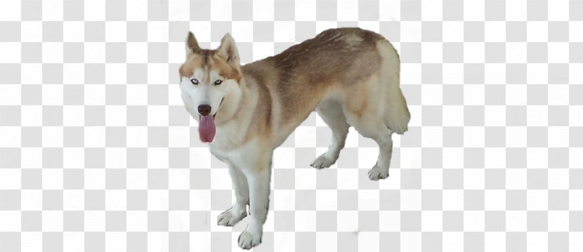 Siberian Husky Tamaskan Dog Northern Inuit Utonagan West Laika - Sled - Transparent Transparent PNG