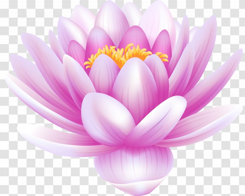 Sacred Lotus Clip Art White Water-Lily Image - Waterlily - Flower Transparent PNG