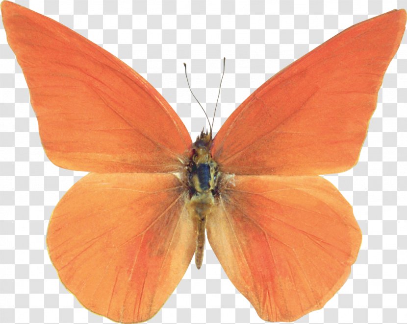 Nymphalidae Butterfly Lycaenidae Pieridae Moth - Animal Transparent PNG