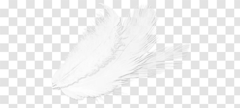 Feather White Drawing /m/02csf Transparent PNG