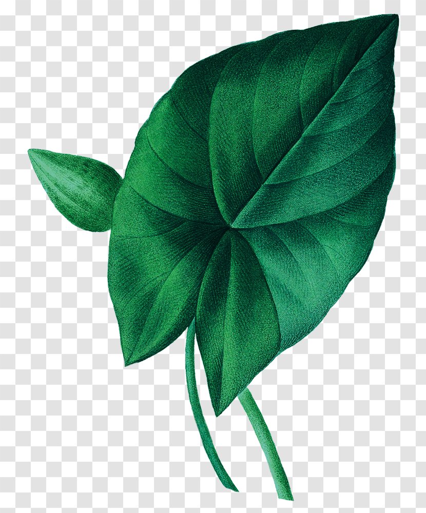 Petal Green Bartender Leaf Transparent PNG