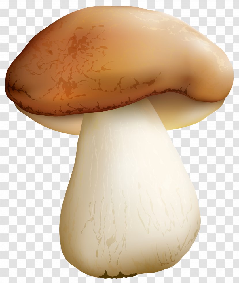 Pleurotus Eryngii Mushroom Clip Art - Agaricomycetes - Clipart Image Transparent PNG