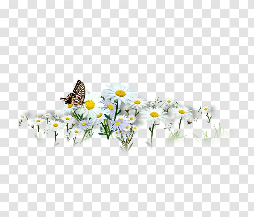 Butterfly Chrysanthemum Indicum Xd7grandiflorum Transparent PNG
