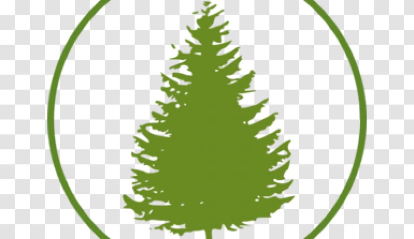 Christmas Tree Background - Shortleaf Black Spruce - Lodgepole Pine Transparent PNG