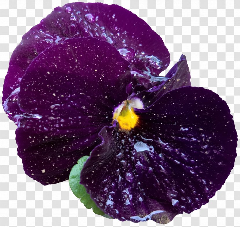 Pansy Herbaceous Plant - Viola - Purple Shiny Flowers Transparent PNG