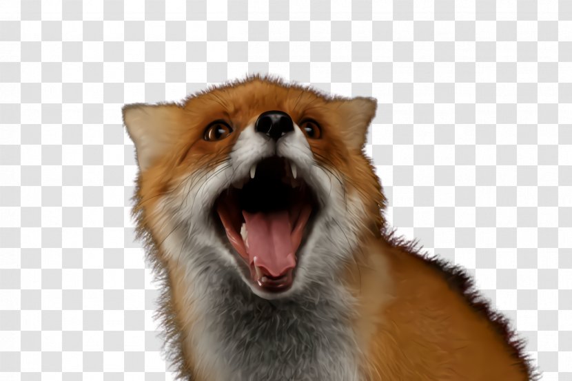 Red Fox Facial Expression Snout Whiskers - Wildlife Transparent PNG