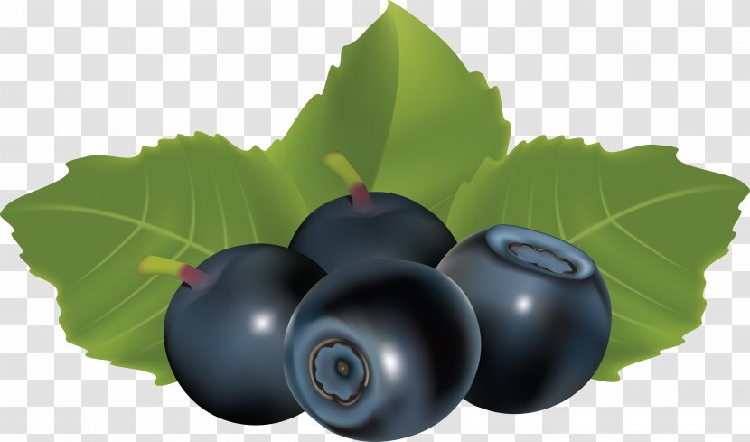 Blueberry Euclidean Vector Bilberry Clip Art - Food - Blueberries Transparent PNG