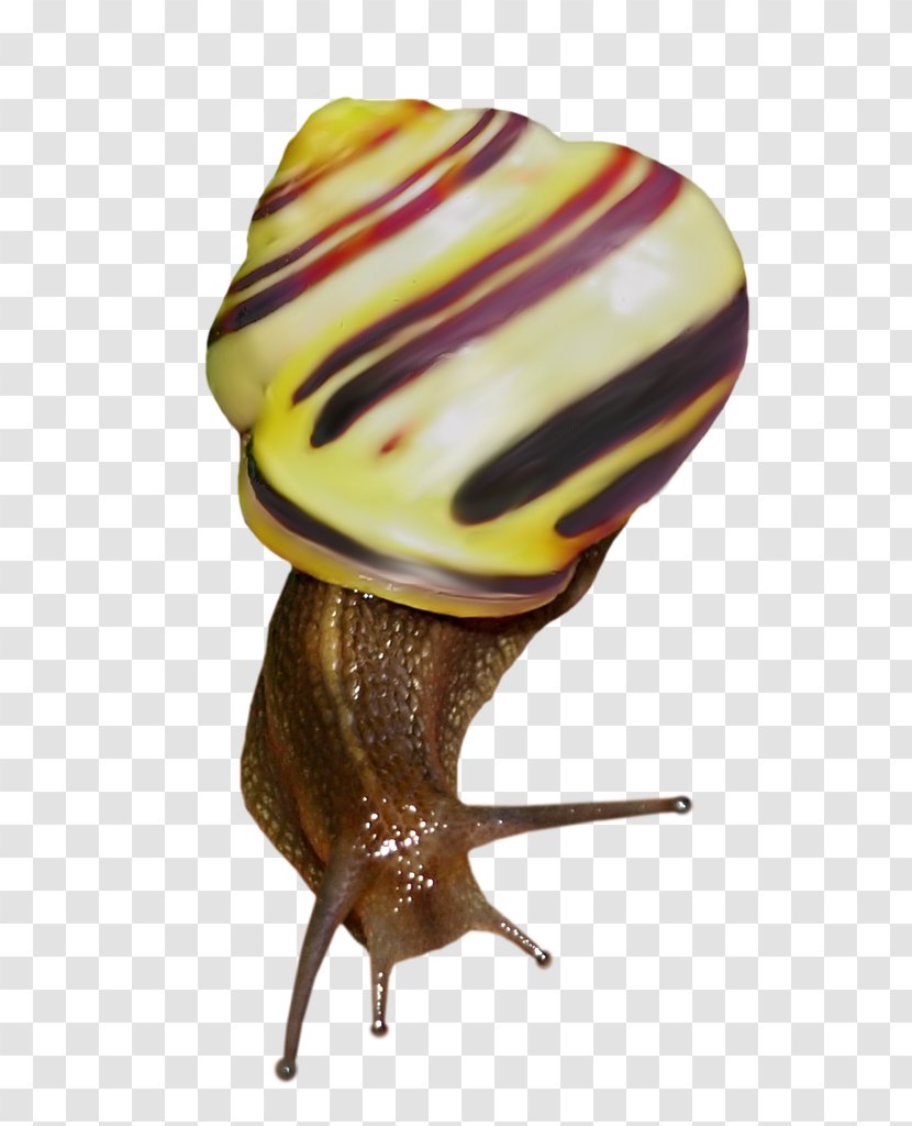 Snail Orthogastropoda Clip Art Transparent PNG