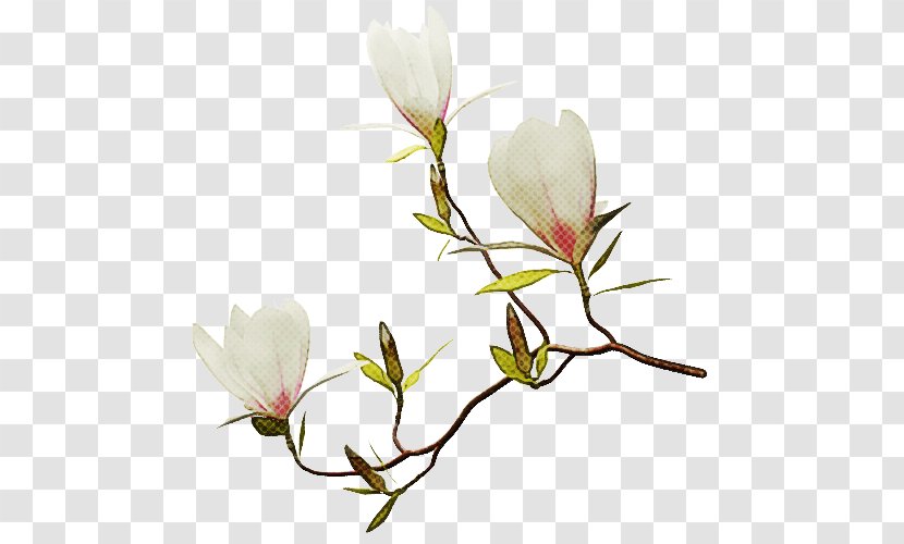 Magnolia Flower - Plant Stem - Southern Crocus Transparent PNG