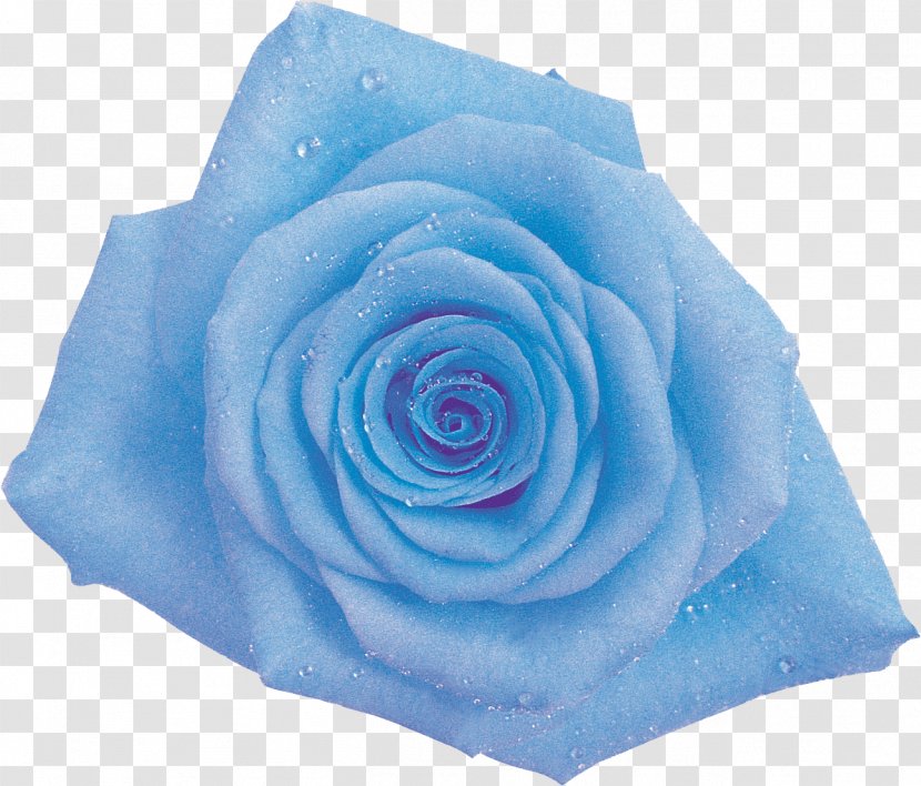 Blue Rose Garden Roses Cabbage Cut Flowers - Rosa Centifolia - Green Transparent PNG