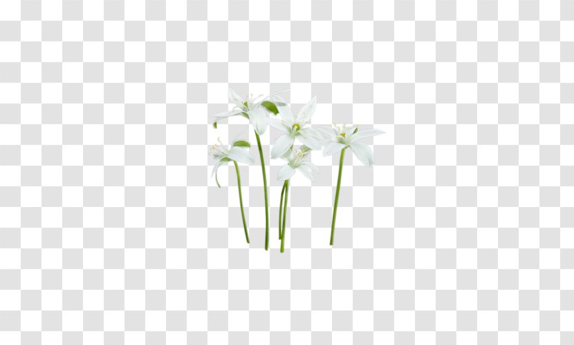 Cut Flowers Petal Plant Stem Flowerpot - Flower Transparent PNG