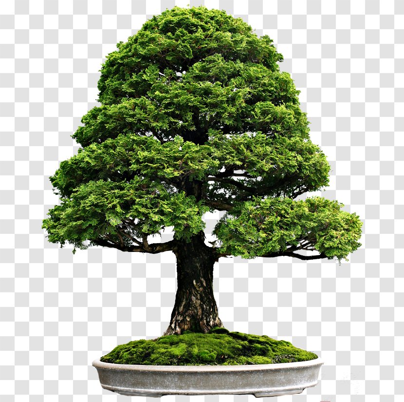 Indoor Bonsai Bald Cypress Tree - Plant Transparent PNG