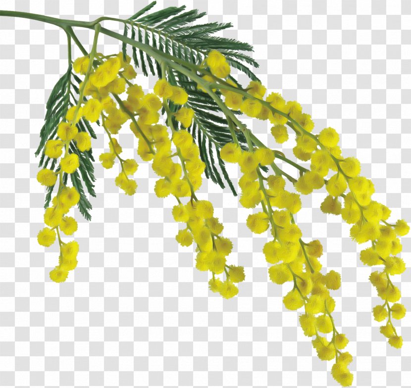Yellow Plant Flower Leaf Tree - Branch Transparent PNG