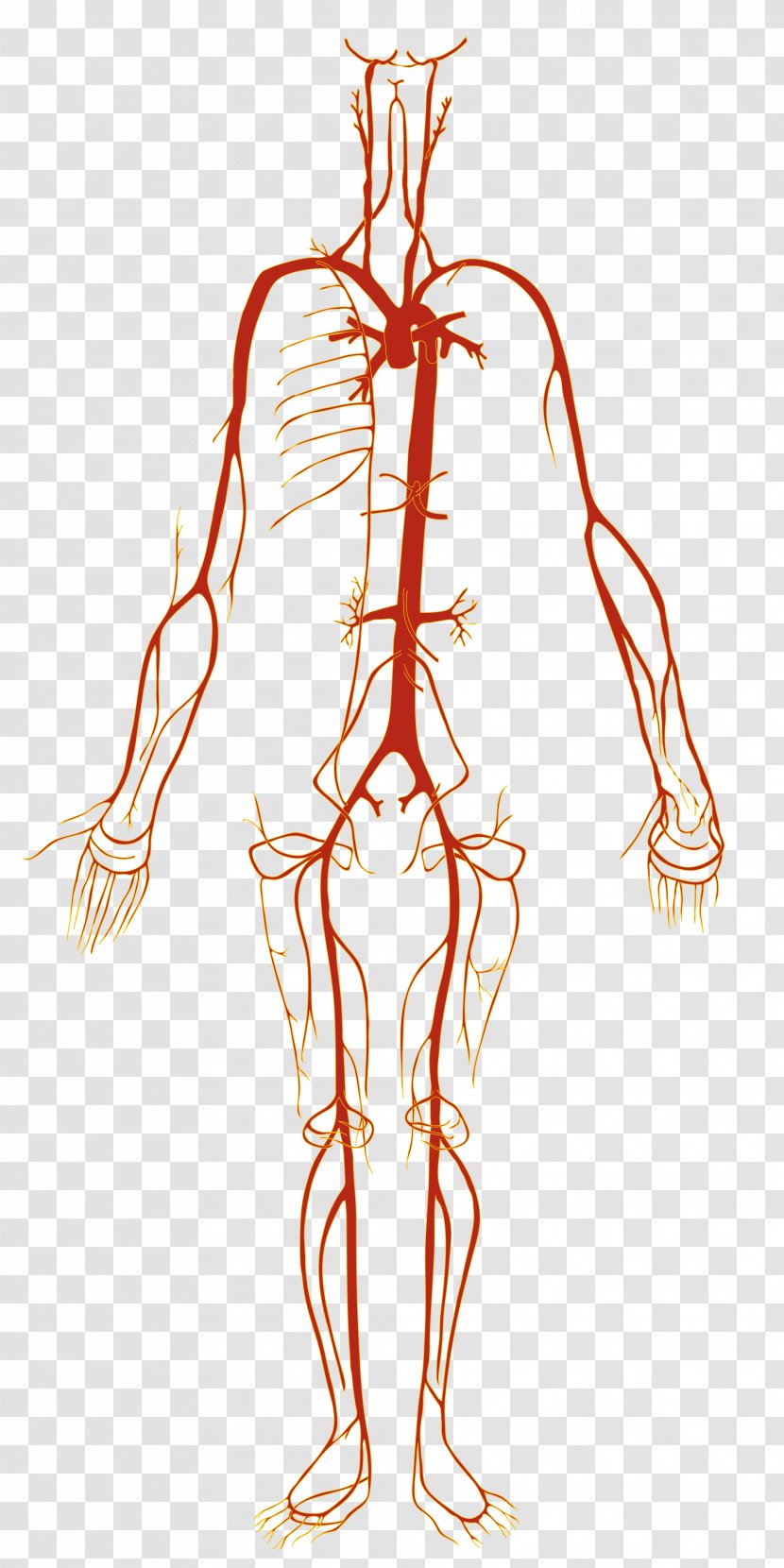 Artery Human Body Blood Vessel Anatomy - Silhouette - Acupoint Diagram Transparent PNG