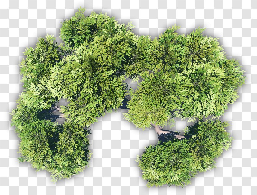 Treemapping Adansonia Digitata Leaf Vegetable - Tree Plan Transparent PNG