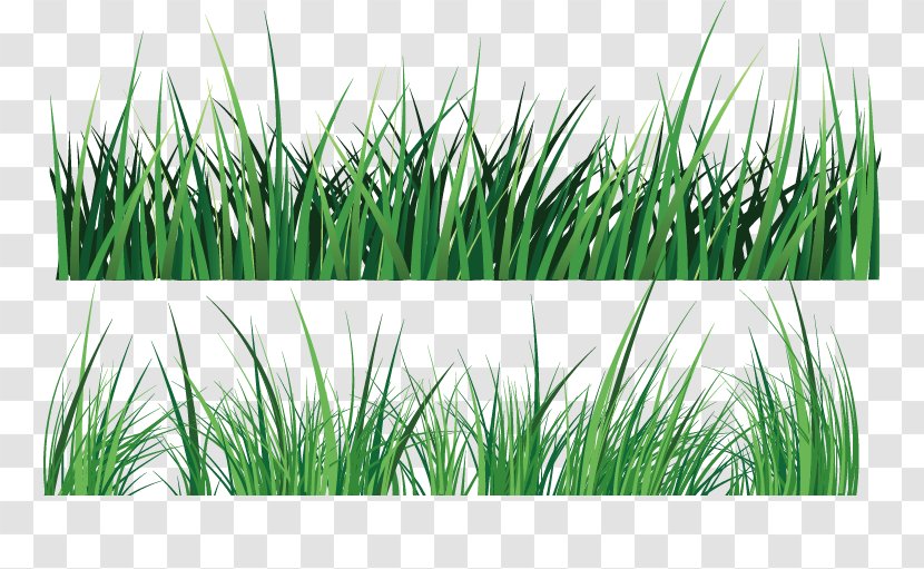 Green - Vector Painted Two Bushes Transparent PNG