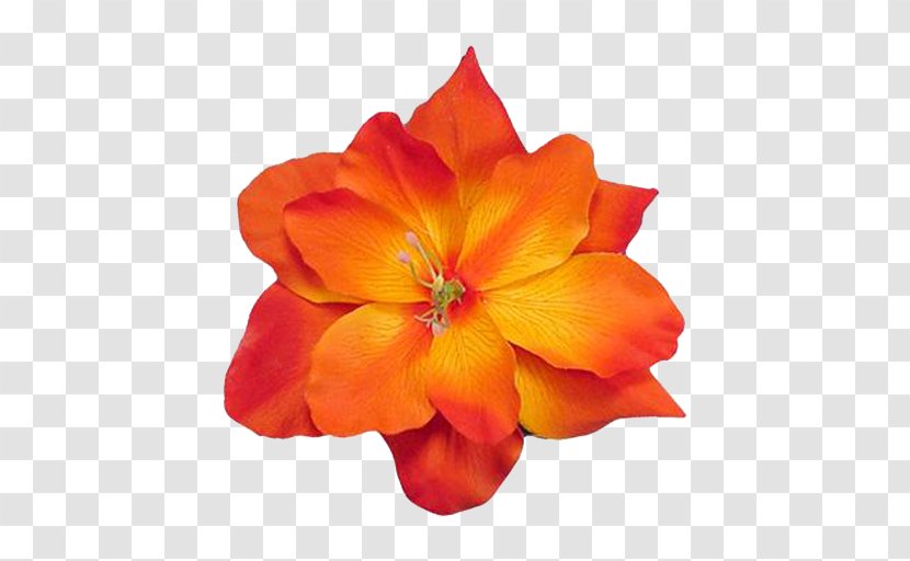 Orange Cut Flowers Petal Common Daisy - Flower Transparent PNG
