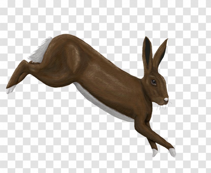 Domestic Rabbit Hare Wildlife Terrestrial Animal Transparent PNG