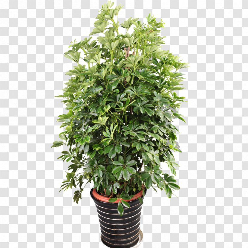 Tree Houseplant Flowerpot Guiana Chestnut Green - Flower - Bonsai Graphic Transparent PNG
