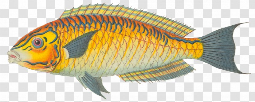 Tilapia Halichoeres Brasiliensis Aquariums Marine Biology - Fish Transparent PNG