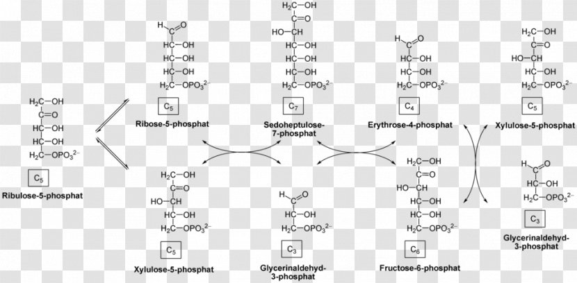 Pentose Phosphate Pathway Oxidative Stress Transketolase Glucose-6-phosphate Dehydrogenase Glucose 6-phosphate - Frame - Tree Transparent PNG