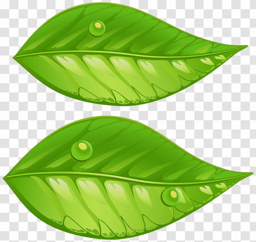Leaf Green Clip Art - Editing - Leaves Transparent Image Transparent PNG