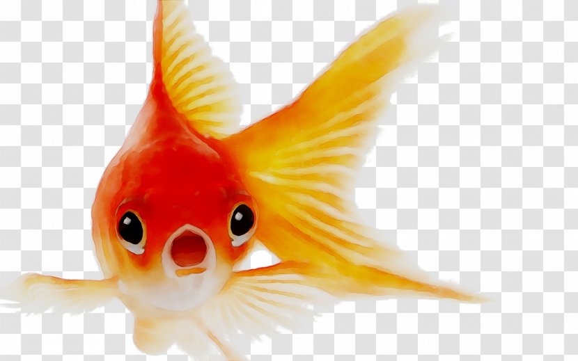 Goldfish Image Pet Koi - Stock Photography Transparent PNG