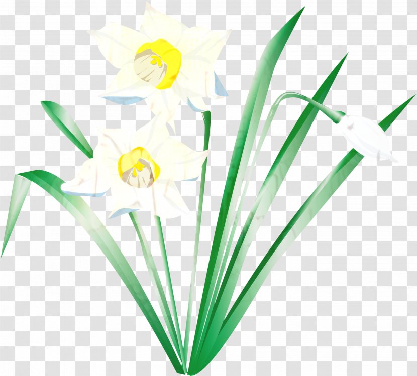 Green Grass Background - Daffodil - Plant Stem Family Transparent PNG