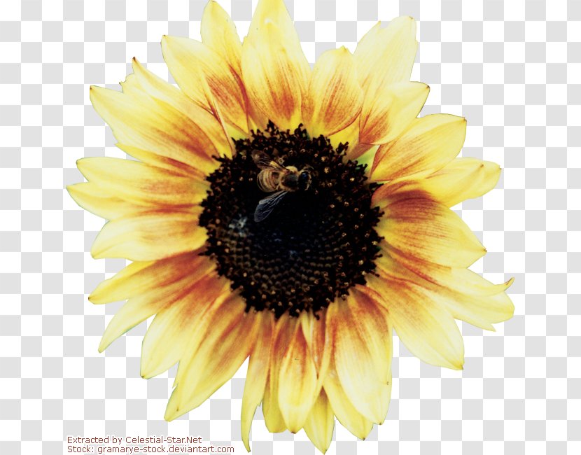 Common Sunflower Rendering Nectar - Heart - Flowers Download Pictures Daquan Transparent PNG