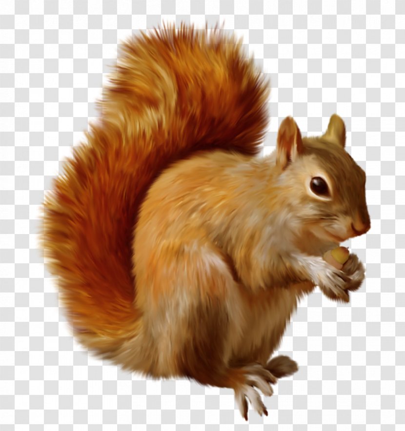 Red Squirrel Chipmunk Clip Art - Marmot - Clipart Transparent PNG