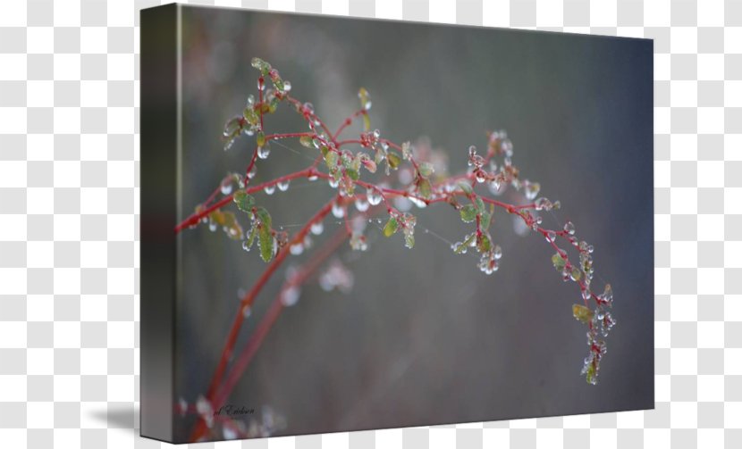 Cherry Blossom Flower Twig Plant - Dew Transparent PNG