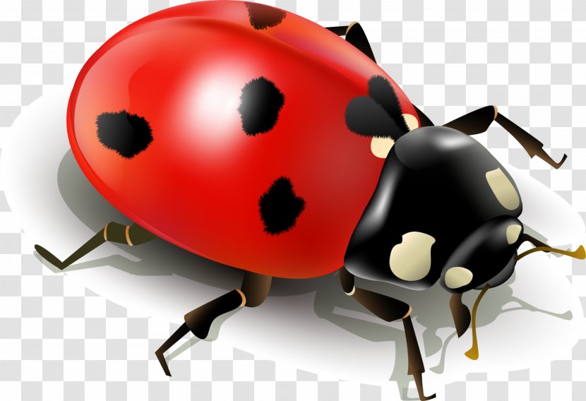Insect Ladybird Clip Art - Red Simplified Ladybug Transparent PNG