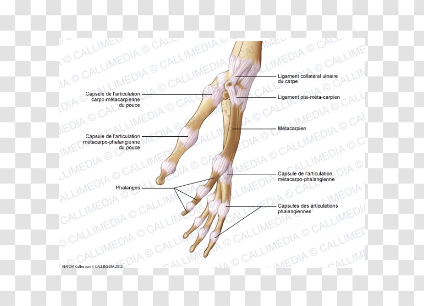 Thumb Joint Capsule Hand Human Anatomy - Cartoon Transparent PNG