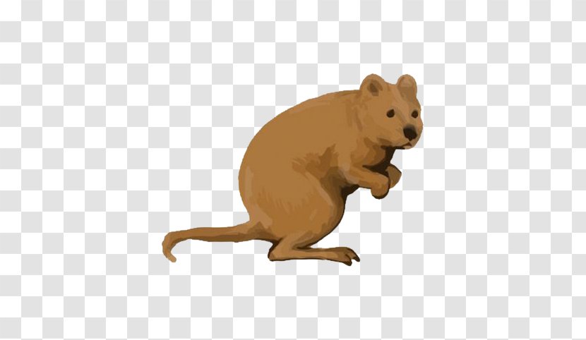 Rottnest Island Quokka Macropodidae Icon - Mammal - Kangaroo Watercolor Transparent PNG