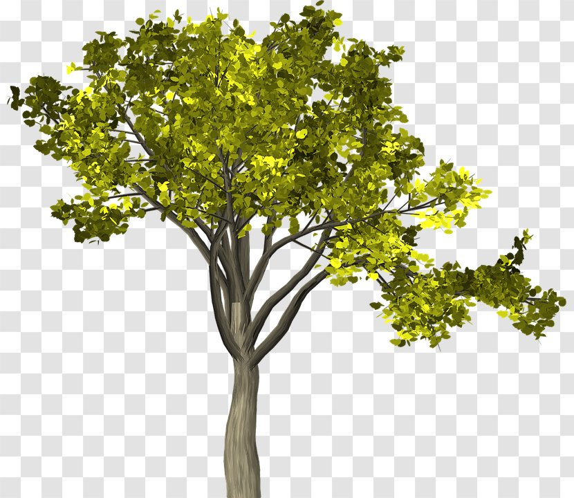 Twig Branch Leaf Tree Image Transparent PNG