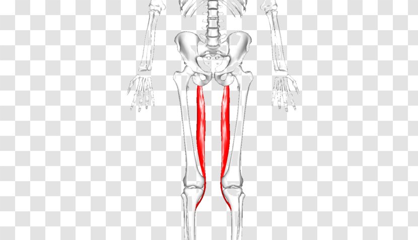 Adductor Longus Muscle Muscles Of The Hip Magnus Brevis Peroneus - Frame - Torn Hamstring Symptoms Transparent PNG