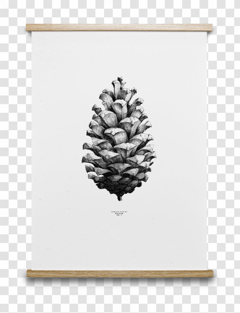 Paper Collective Conifer Cone Drawing Coulter Pine Poster - Printmaking Transparent PNG