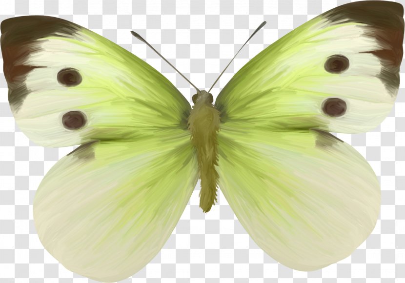 Clouded Yellows Brush-footed Butterflies Pieridae Moth Clip Art - Guanyin Jade Transparent PNG