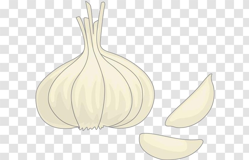 Garlic Drawing Onion - Ingredient - Cartoon Material Transparent PNG