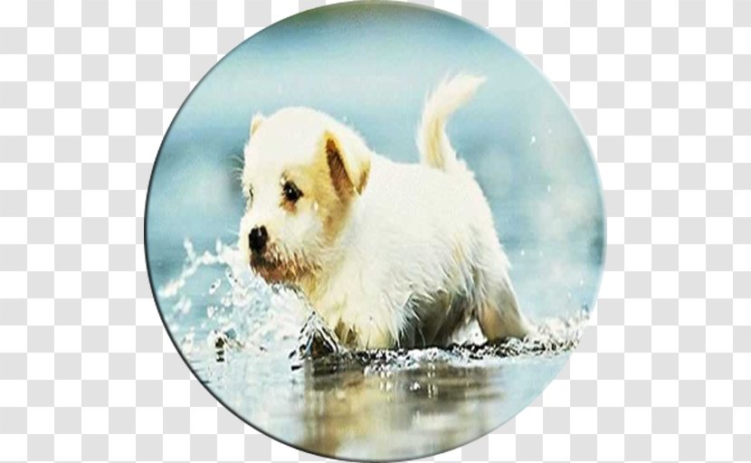 Puppy Maltese Dog West Highland White Terrier Norfolk Beagle - Labrador Retriever - Cute Transparent PNG