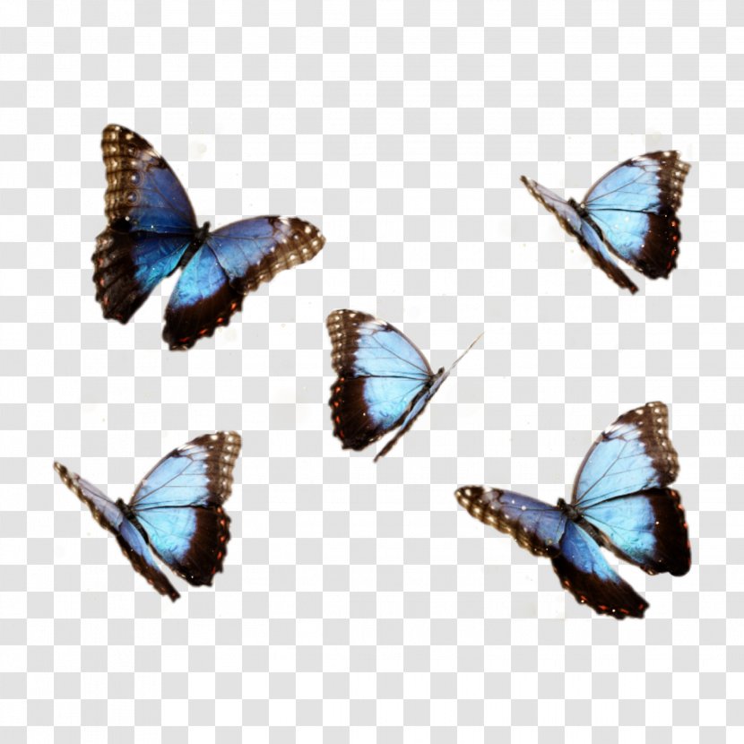 Butterfly Menelaus Blue Morpho Insect Transparent PNG