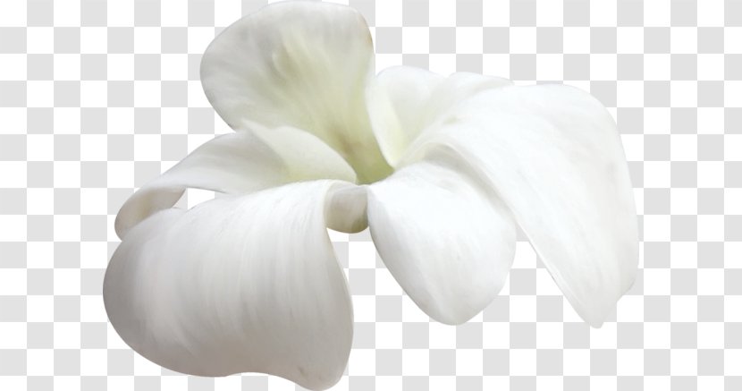 Petal White Flower - Moth Orchid Transparent PNG