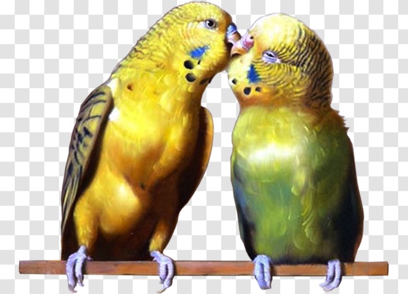 Budgerigar Lovebird Parakeet True Parrot Pet - Feather - Agapornis Transparent PNG