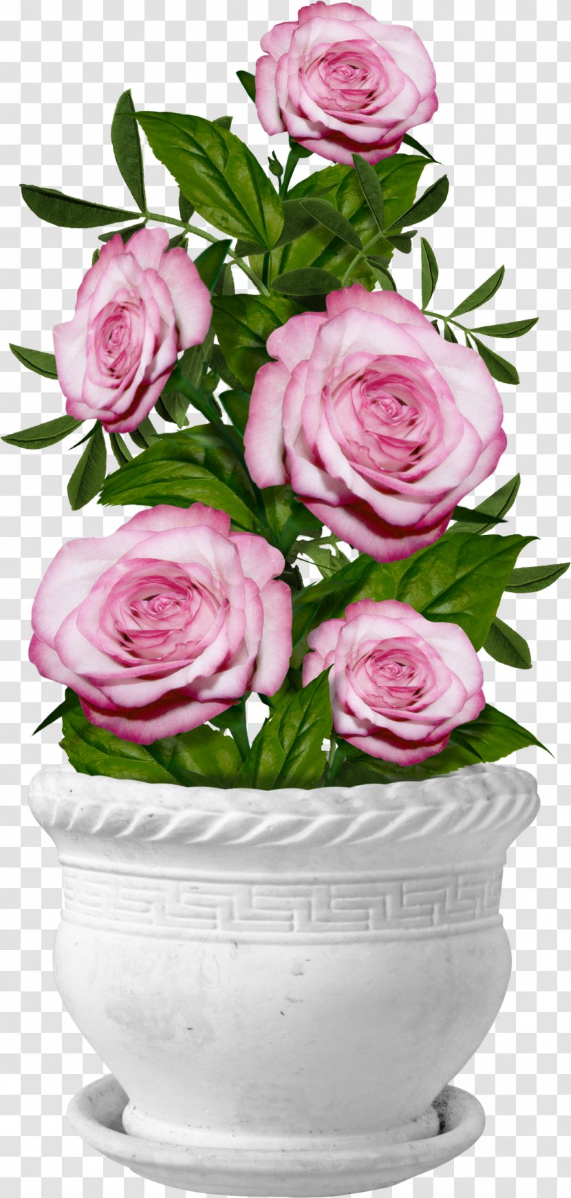 Garden Roses Centifolia Flower Clip Art - Flowering Plant - Potted Transparent PNG