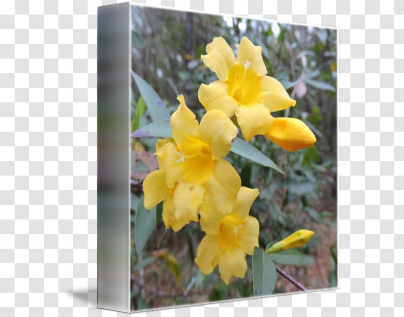 Canna Dendrobium Wildflower Transparent PNG