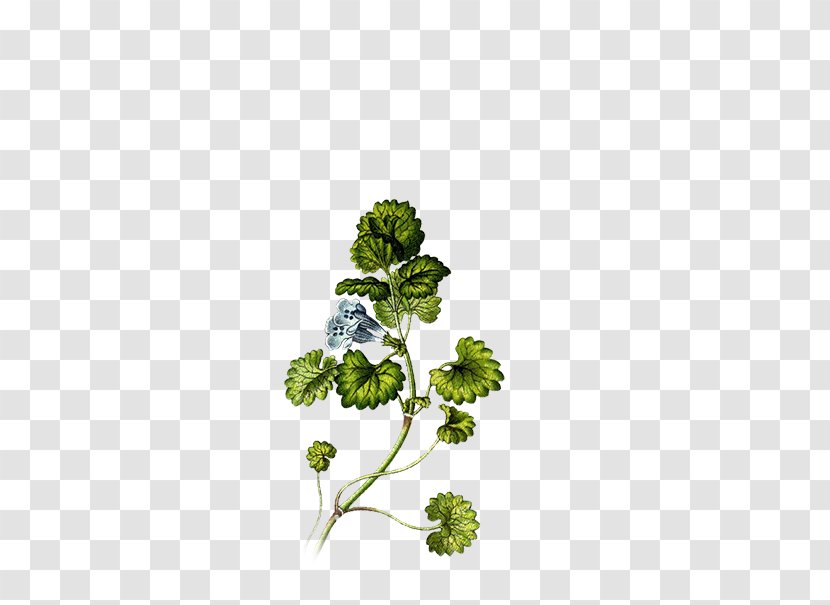Ground-ivy Mints Root Common Ivy Plant - Groundivy Transparent PNG